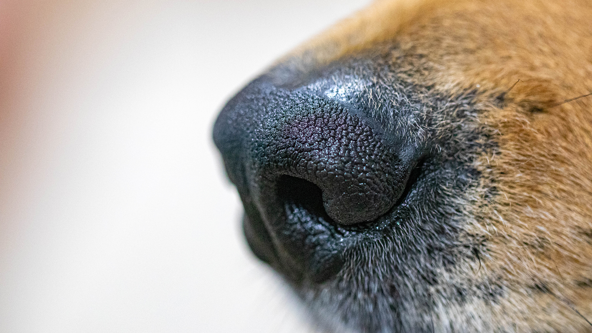 Clinical tests to detect respiratory diseases in dogs