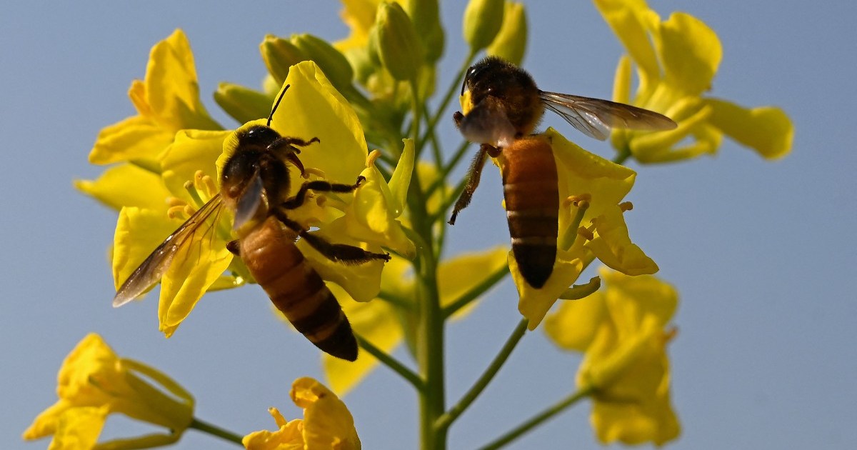 Climate crisis threatens bee and honey trade in Pakistan Climate crisis news