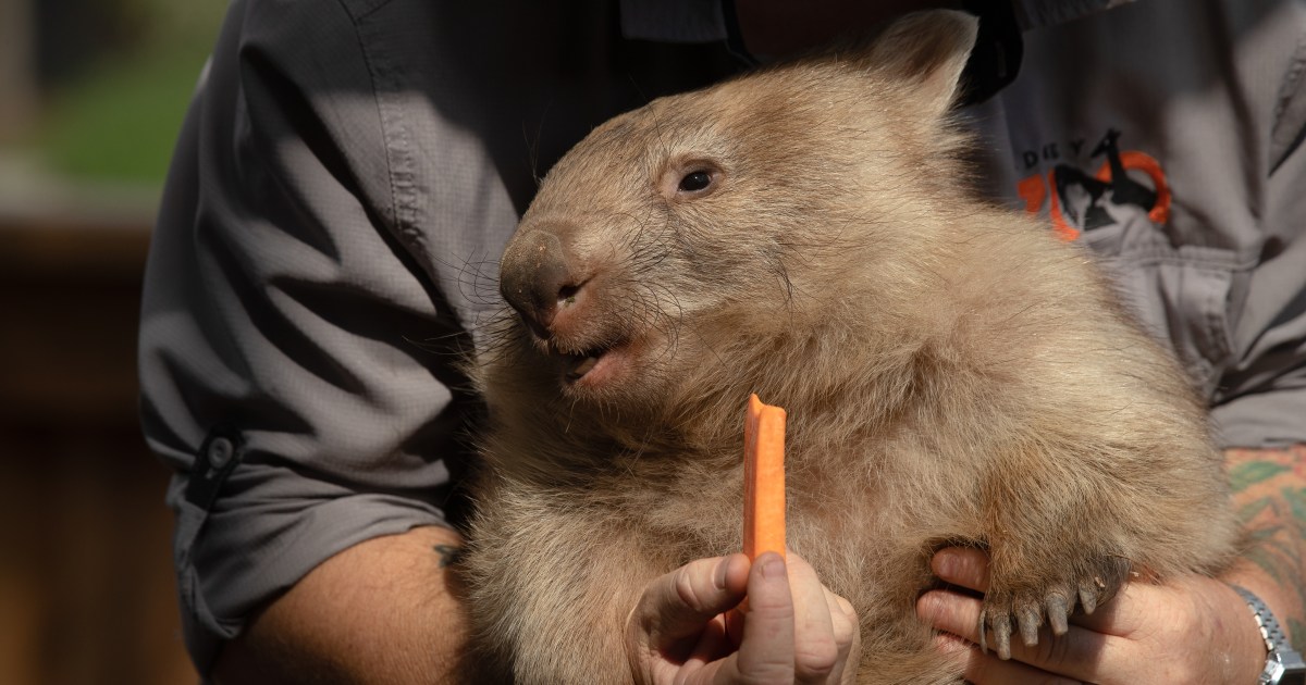 Australia reviews US influencer visas filmed with Wombat pickup | Environment News