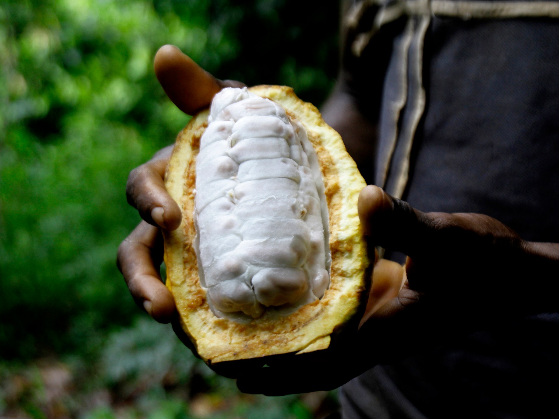 The Bitter Truth: Why did chocolate become so expensive? | Food News