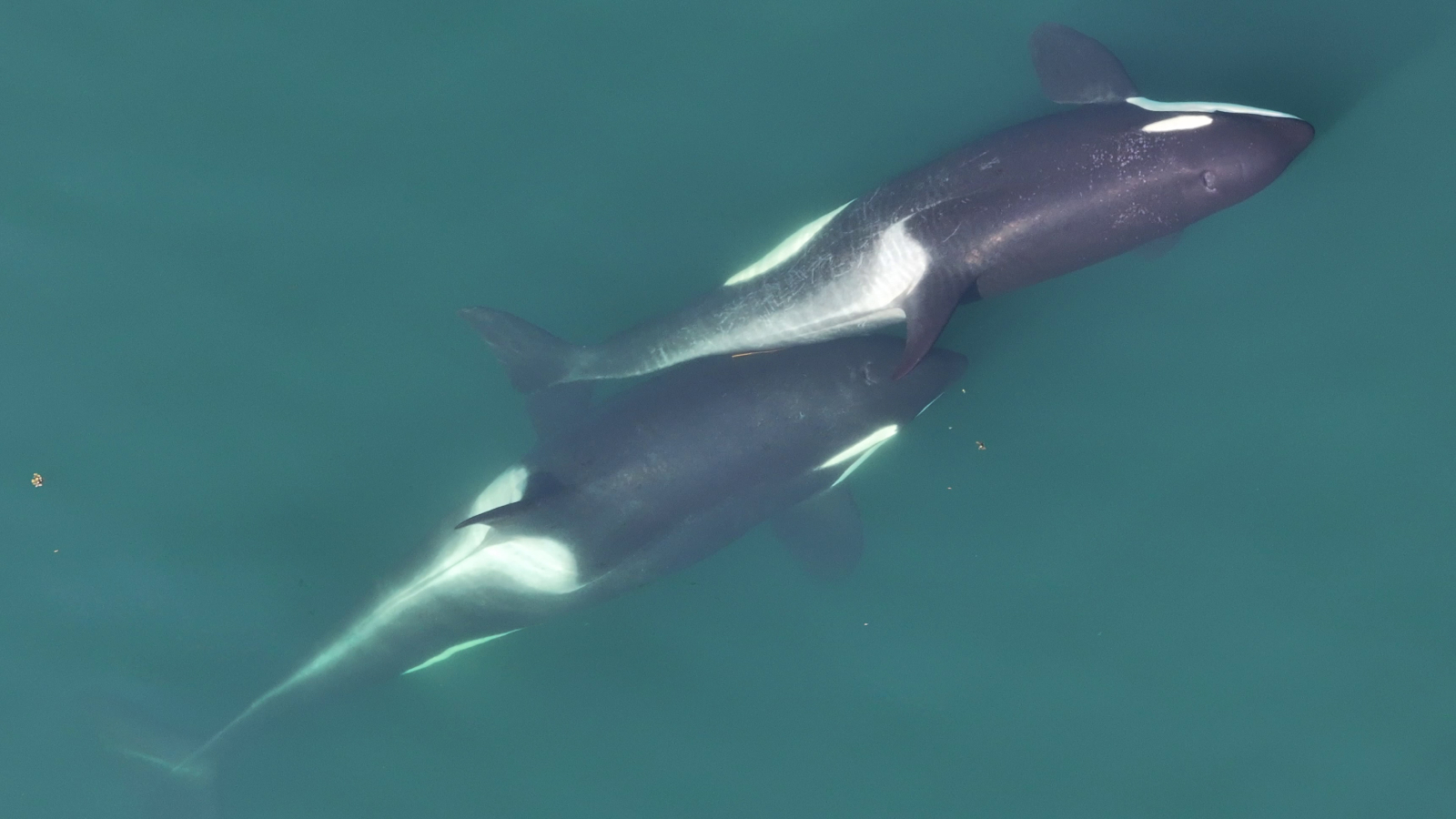 Scientists also give each other massages with kelp, salmon hats wearing orcas,