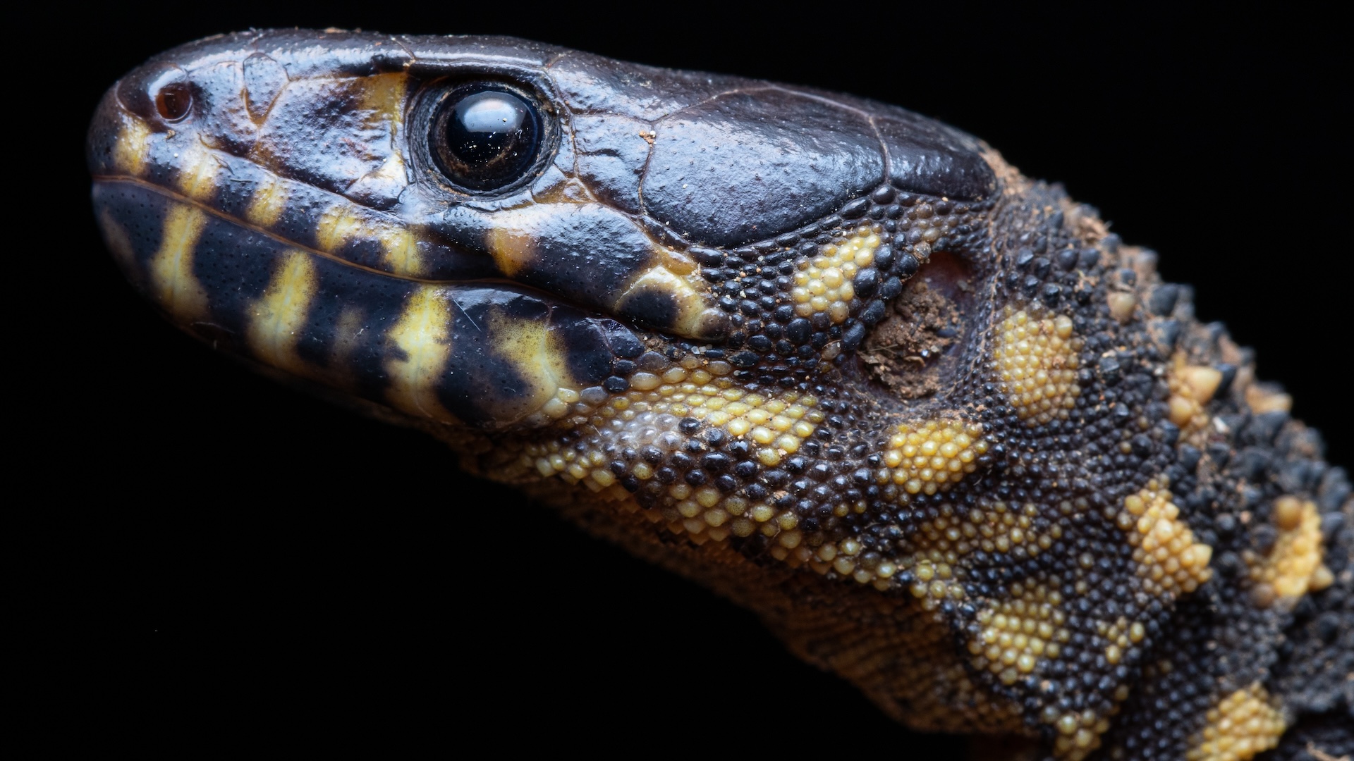 The Night Lizard survived asteroid strike killing dinosaurs despite living right next to the shocking site