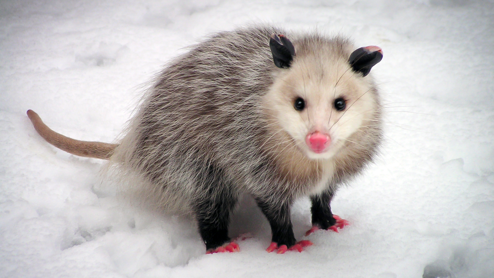 Virginia Opossum: American marsupials that have been barely altered since the dinosaur era