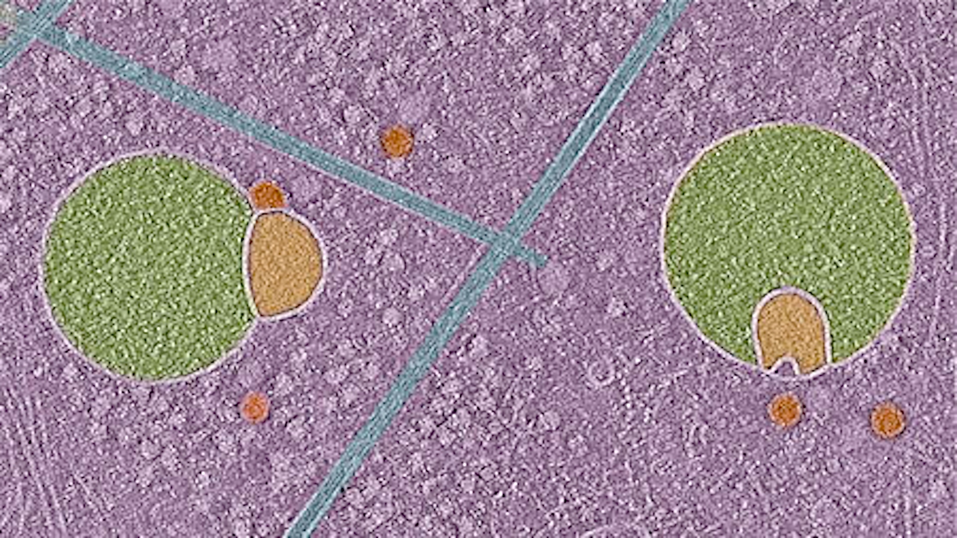 Scientists discover unprecedented parts of human cells – and it looks like a snowman wearing a scarf