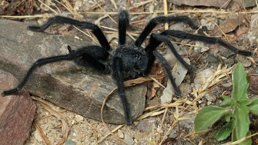 “Size seems really important”: 4 undecided tarantula men have record genitals