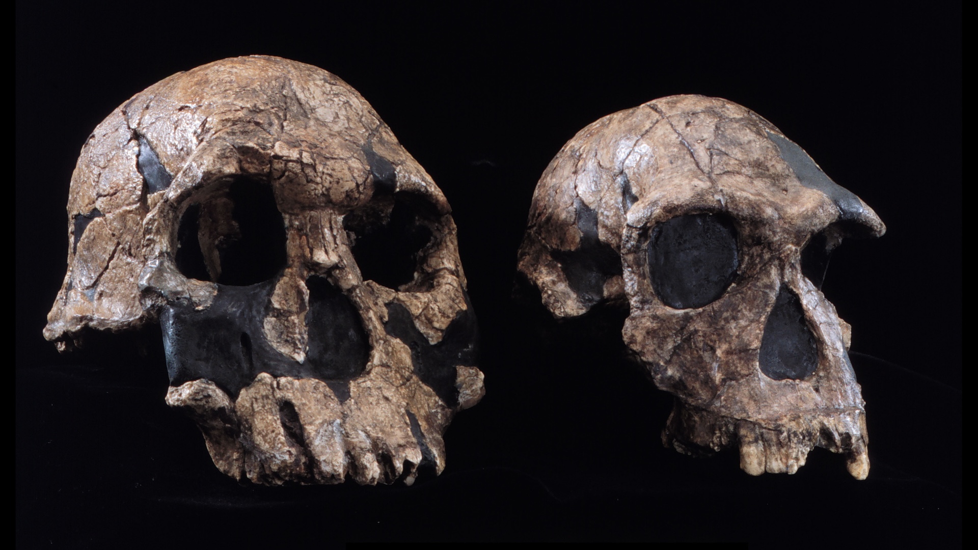 What was the first human species?