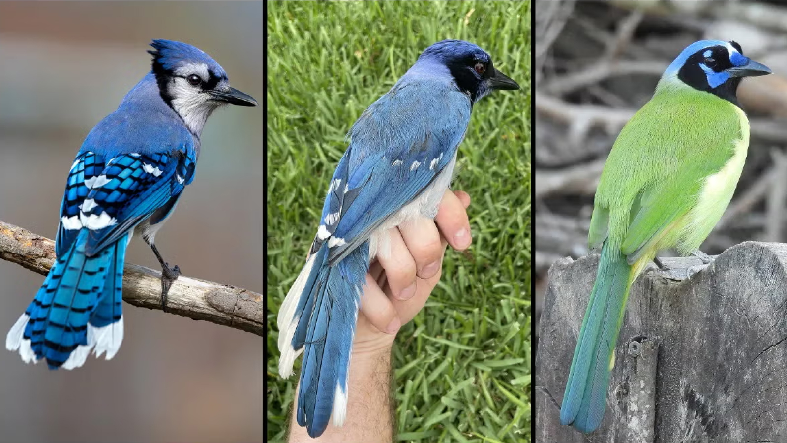 The rare blue-green hybrid Jay discovered in Texas is a descendant of a bird that was divided into phylogenetics 7 million years ago.