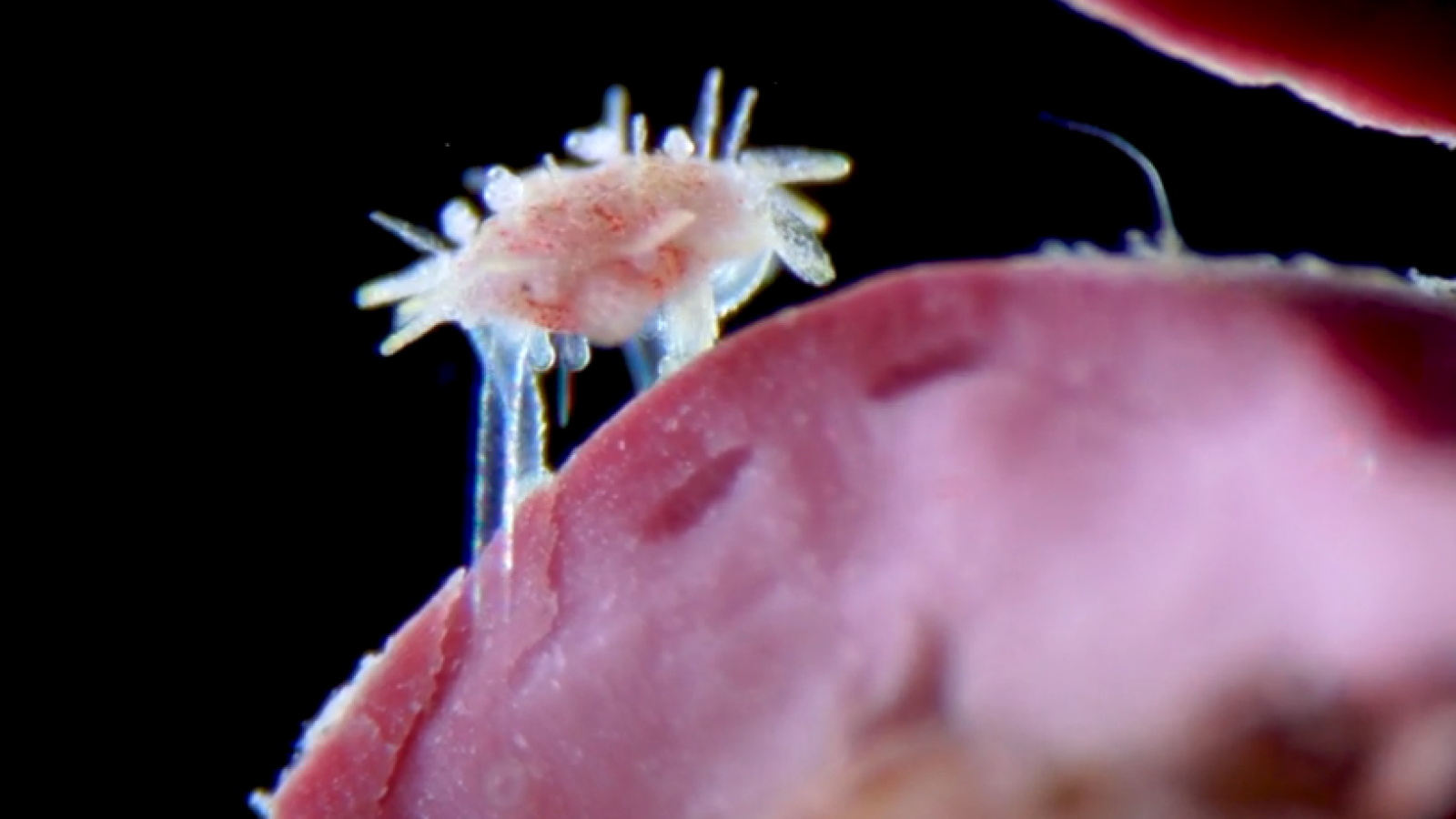 Raw Microscope Baby Sea Sea Sea Sea Sea Sea Sea is one of the video winners of the Nikon Small World In Motion Competition