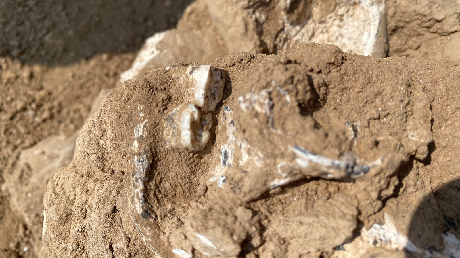 The 1.8 million-year-old jawbone may be the earliest evidence of homoerectus outside of Africa