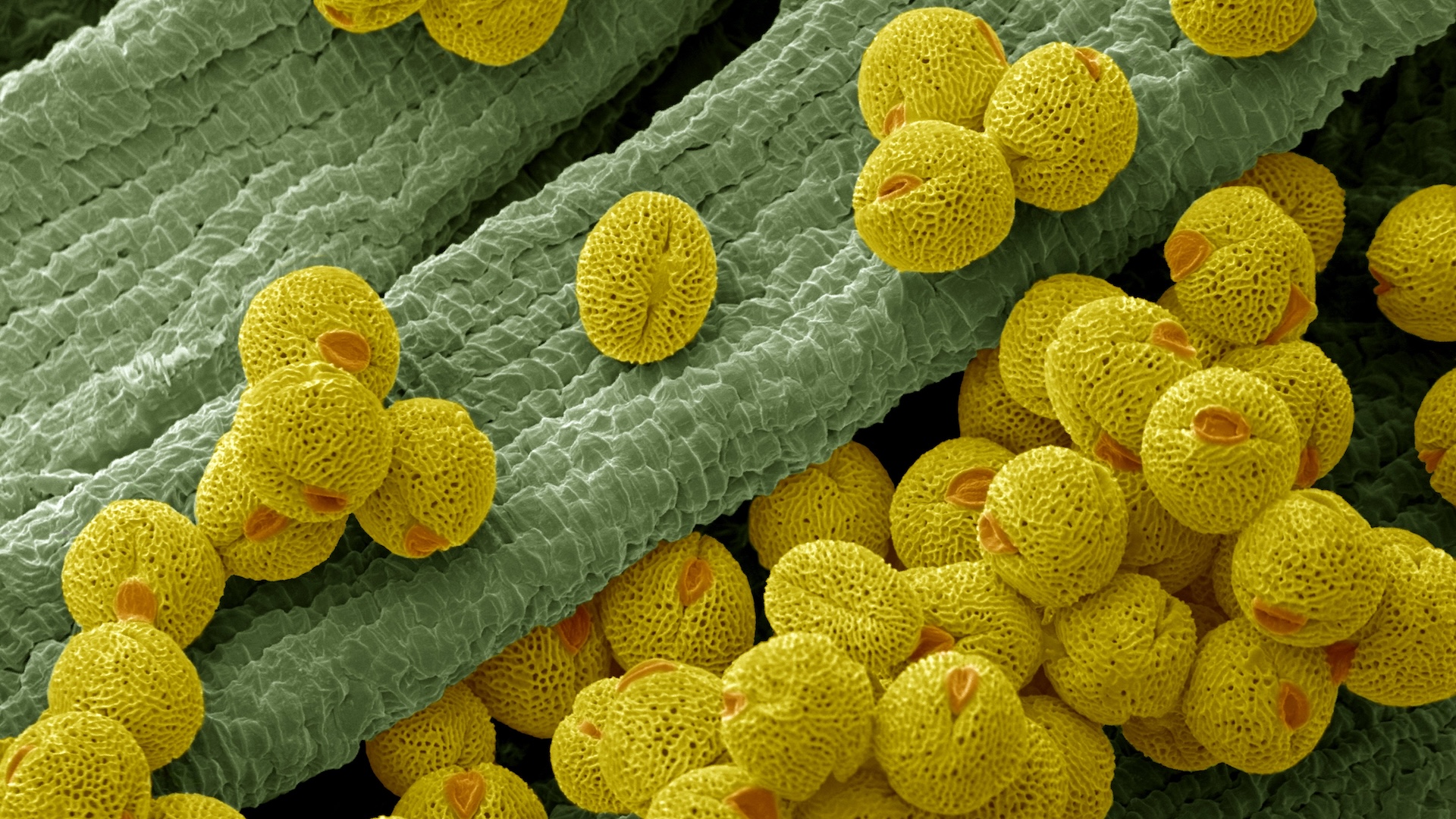 Scientists suggest using pollen to make paper and sponge