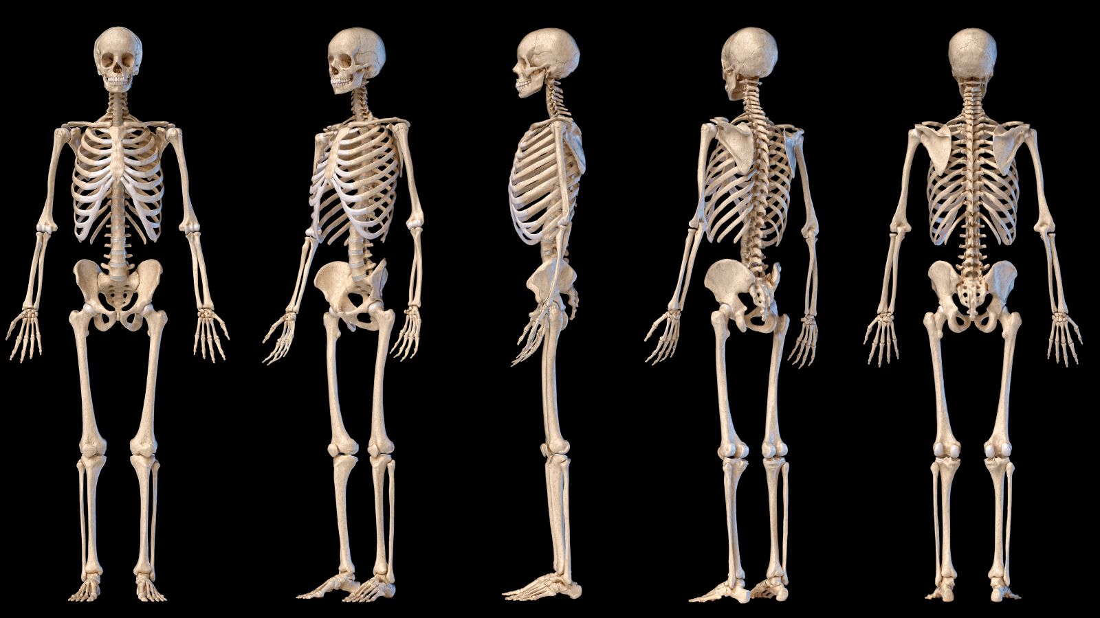Human Skeleton Quiz: What do you know about the bones of the body?