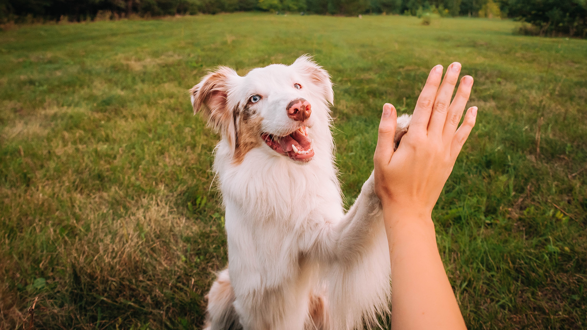 Cancer treatment for pets using cutting-edge technology