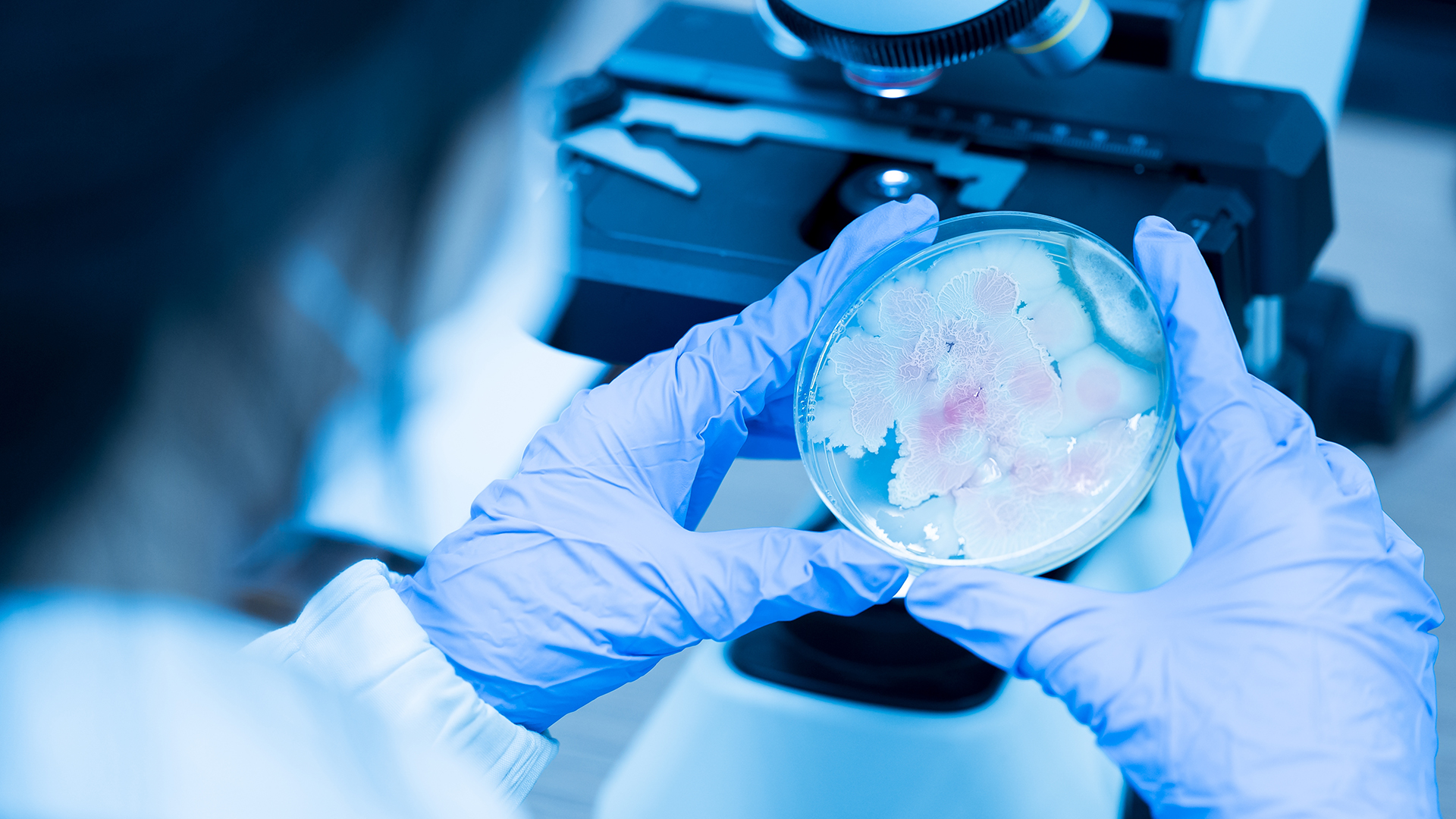 Extracting chitin using microbial co-culture fermentation