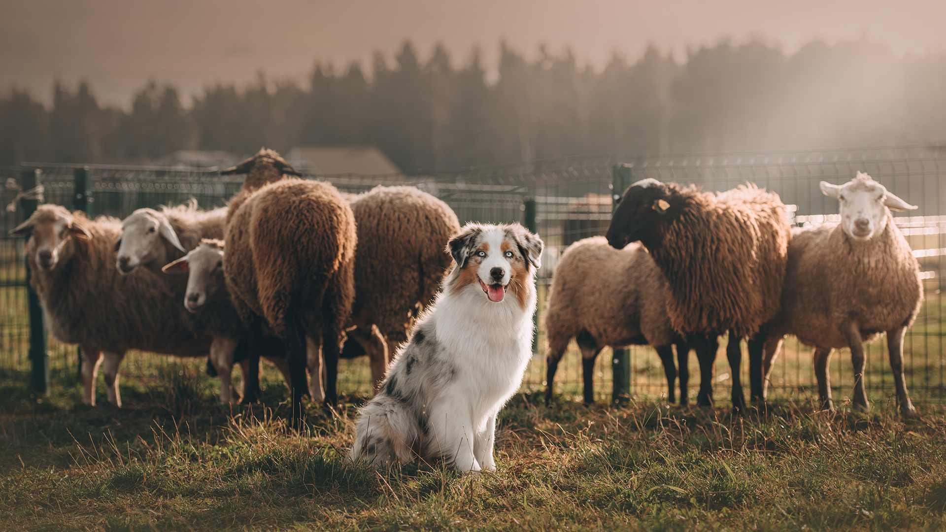 Data-driven innovation to improve animal health