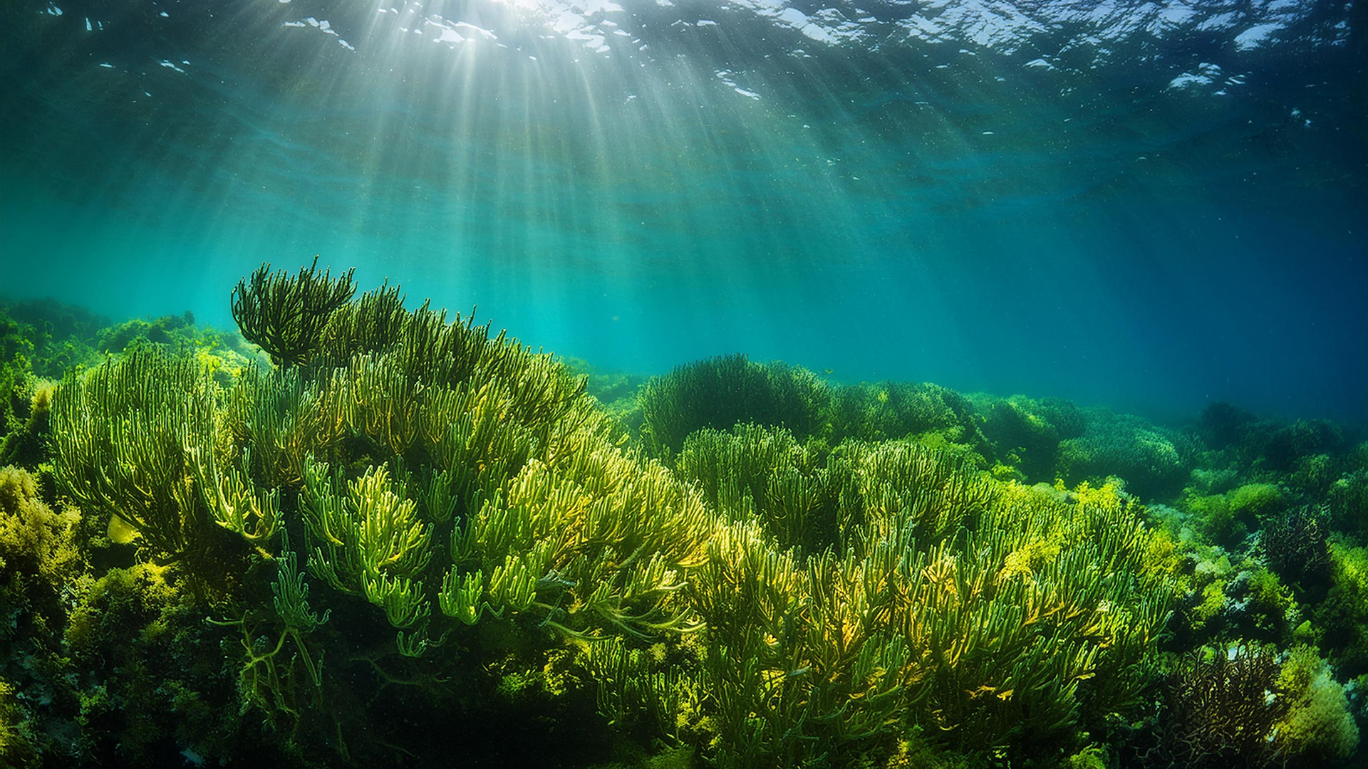 Harnessing algal biodiversity for IBD solutions