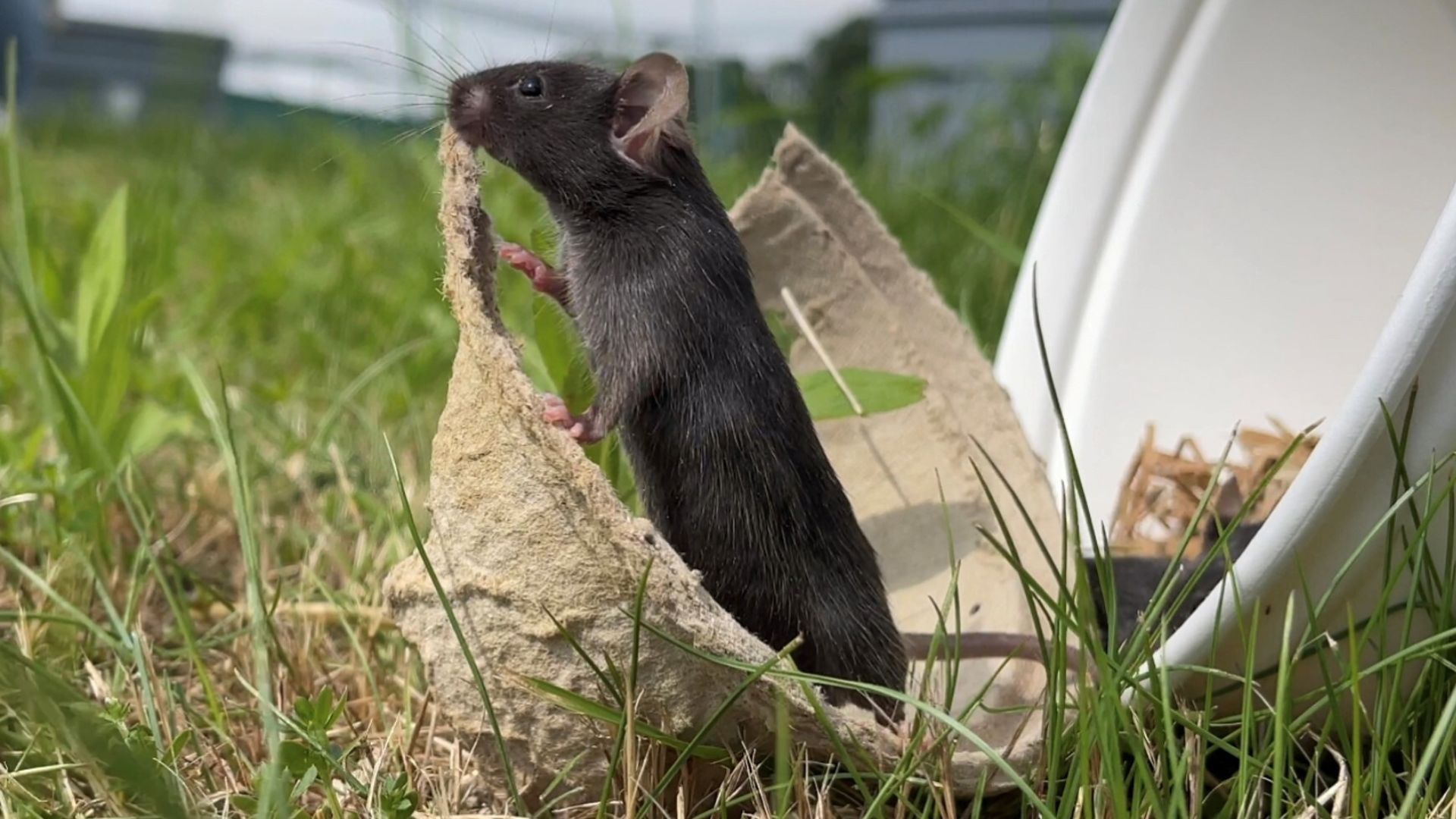 Lab mice that ‘touch grass’ have less anxiety – highlighting a big problem in rodent research