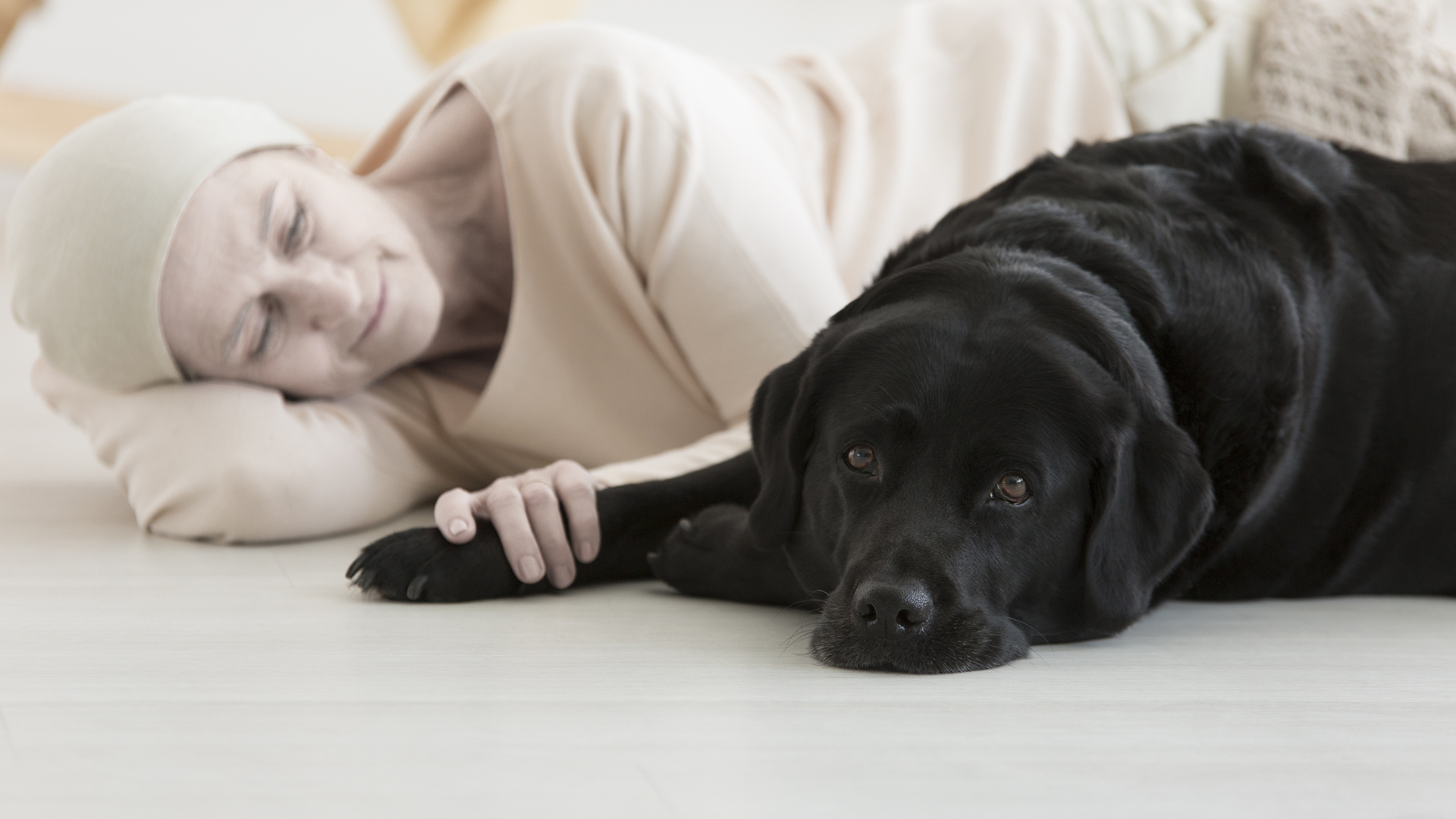 Promoting gentler cancer treatment for pets through comparative oncology