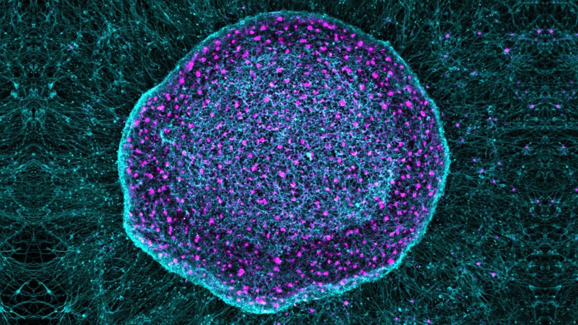 Stem cell-derived ‘pain sponges’ could absorb pain signals before they reach the brain