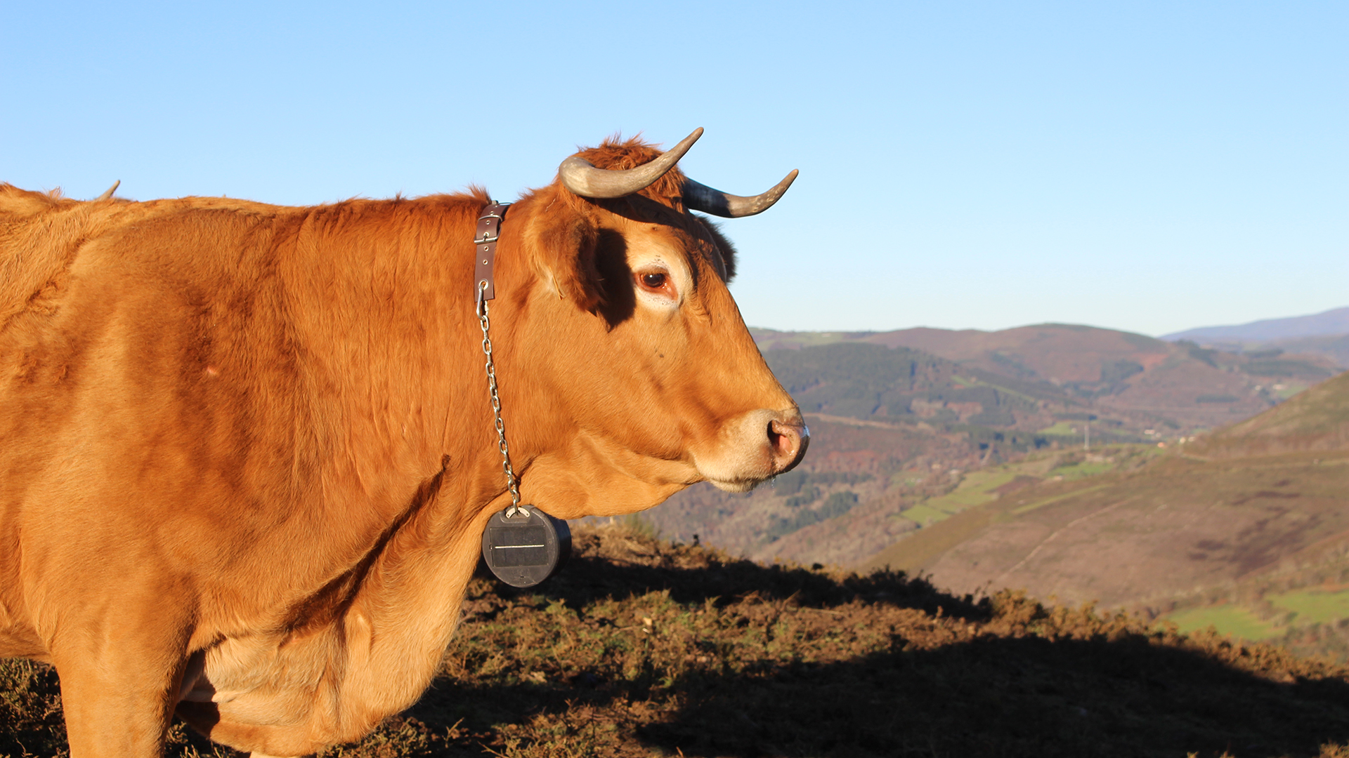 Strengthening European pasture-raised livestock through digital innovation